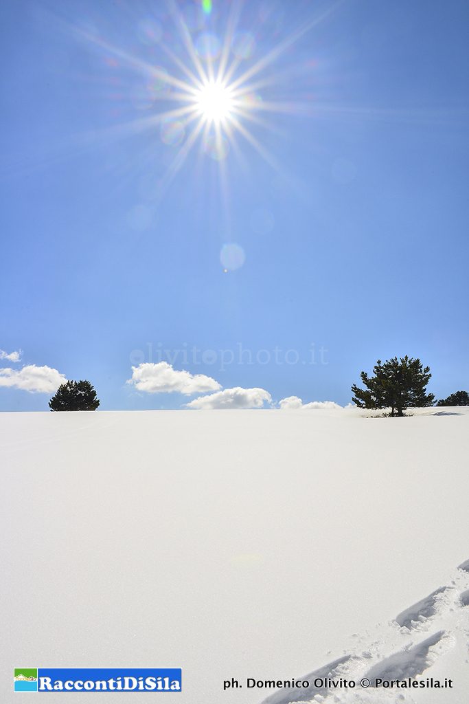 01_domenico_olivito_a