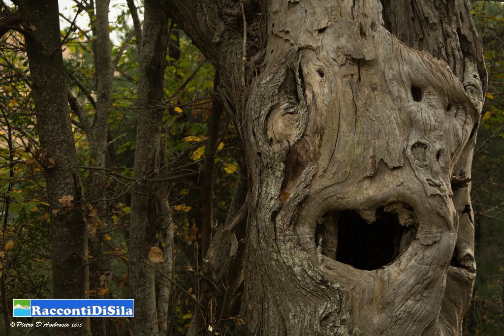 04_Pietro_DAmbrosio_a